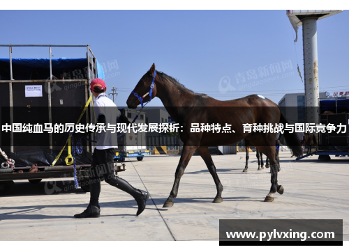 中国纯血马的历史传承与现代发展探析：品种特点、育种挑战与国际竞争力